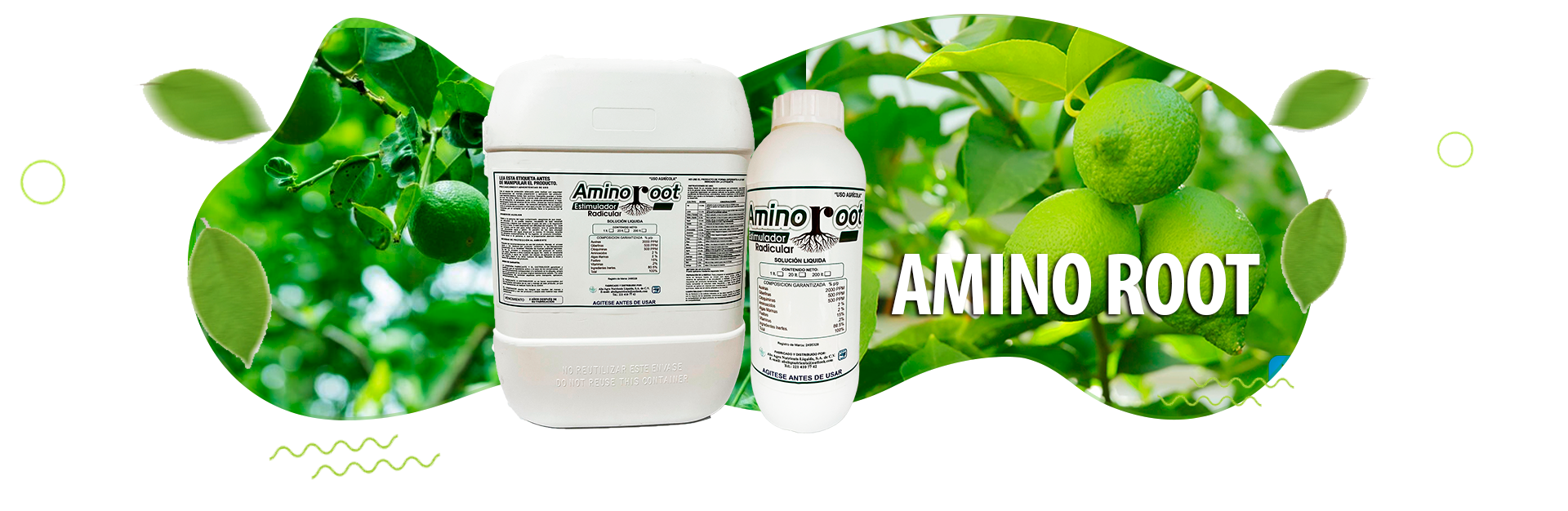 BANNER AMINO ROOT